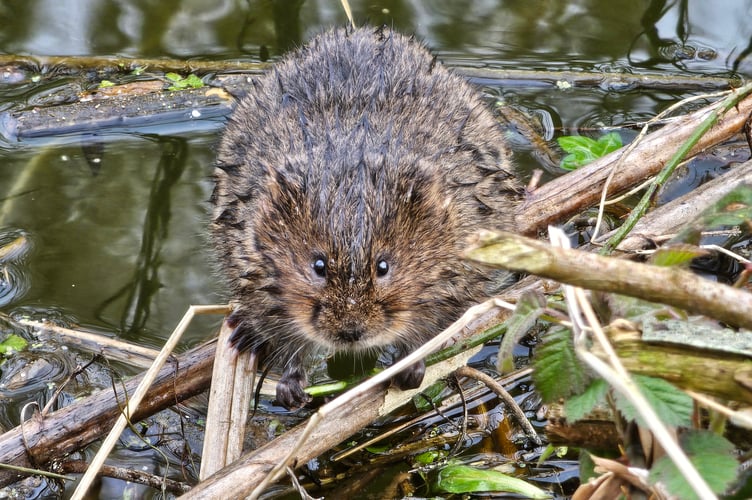 Water vole by Chichester canal.